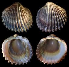 Image result for Tinnea apiculata