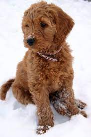 What determines the color of a goldendoodle? Goldendoodles Dog Puppy Website Listings At Puppysites Com Goldendoodle Puppy Red Goldendoodle Goldendoodle Miniature