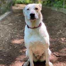 So she started walking dogs while still living in new york city; Bone A Fide Dog Ranch 69 Reviews Pet Boarding 7928 184th St Se Snohomish Wa Phone Number Yelp