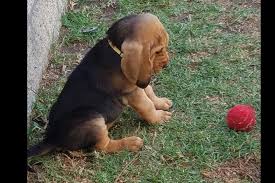 Black And Tan Bloodhound Puppy Quiet Creek Bloodhounds Has Bloodhound Puppies For Sale In Encinitas Ca On Akc Puppyfinder Bloodhound Puppies Bloodhound Puppies For Sale