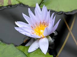 Image result for Nymphaea divaricata