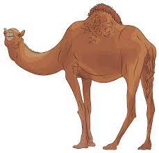 Over 13,948 camel pictures to choose from, with no signup needed. Camel Clipart Free Download Transparent Png Creazilla