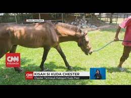 Check spelling or type a new query. Kisah Si Kuda Chester Kondisinya Kini Youtube