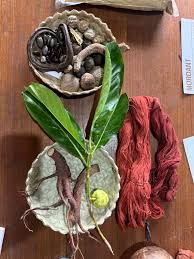 Image result for Morinda