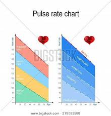 Pulse Rate Chart Vector Photo Free Trial Bigstock