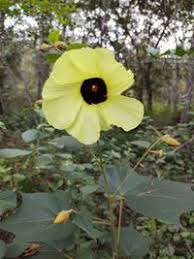 Image result for Azanza lampas