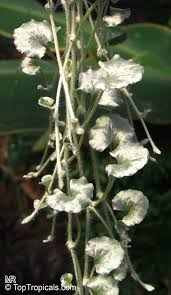 Dichondra argentea, commonly called silver ponysfoot or silver nickel vine, is a creeping/trailing evergreen perennial that is native to desert regions in western texas, new mexico, southeastern arizona and northern mexico. Dichondra Argentea Silver Falls Silver Dichondra Silver Pony Foot Kidneyweed Toptropicals Com