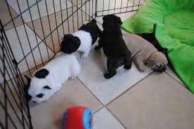 We did not find results for: Outstanding French Bulldog Puppies For Sale Durban Ad Free Ads 80 000 Local Ads
