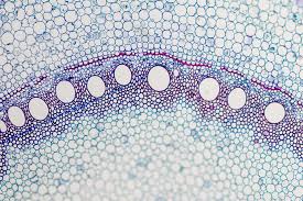 Image of cell