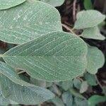 Image result for Combretum apiculatum