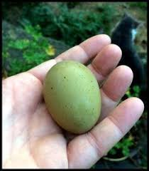 frequency needed to clean the coop with images chickens