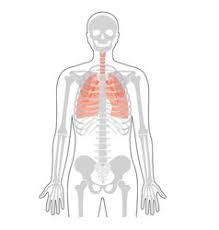 Anatomy study of female torso. Human Anatomy Torso Body Parts Vector Images Over 240