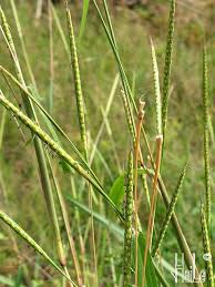 Image result for Coelorachis