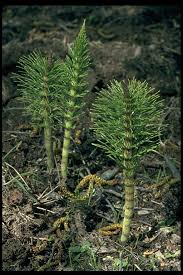 Image result for Thesium equisetoides