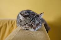 Image result for cat sleeping images free