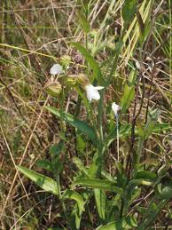 Image result for Melasma calycinum