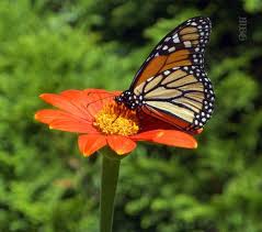 Mexican Sunflower Nectar Flower Favorite For Monarchs Monarch Butterfly Garden Mexican Sunflower Butterfly Garden Plants