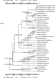 Image result for Dichilus