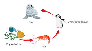 Many fast food chains are struggling to meet their customer's standards. Lesson Worksheet Food Chains And Food Webs Nagwa