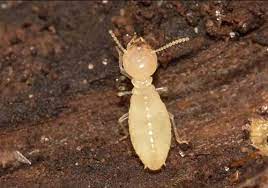 Commercial Pest Control