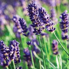 Buy lavender seeds online with seedsbay. Munstead Lavender Herb Perennial Live Plant 3 Pot Walmart Com In 2021 Lavender Plant Munstead Lavender Lavender Seeds