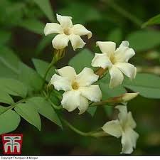 In this way, you can have a garden or even a floor decoration that is filled with different flowers of spring, summer, autumn and flowers on the ground. Jasmine Shrubs For Sale In The Uk Thompson Morgan