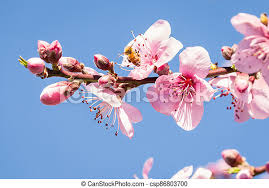Ceu Azul Pessego Flor Fundo Arvore Copia Flores Espaco Azul Closeup Ceu Pessego Flor Fundo Arvore Copia Canstock