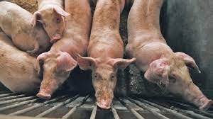 President rodrigo duterte on tuesday has declared a state of calamity nationwide due to african swine fever (asf) until the end of the year in the philippines. Philippines Confirms African Swine Fever Culls 7 000 Pigs Loop News