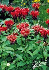 Image result for Monarda didyma
