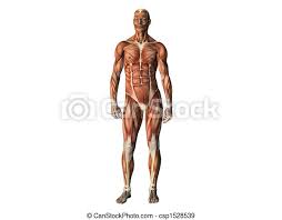 This video is about muscles of the torso. Male Torso Showing Muscles From Front Isolated On White Canstock