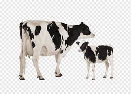 Calf drinking milk in bottle. Holstein Friesian Cattle Heck Cattle Jersey Cattle Dairy Cattle Toggenburg Goat Domestic Animal Cow Cow Goat Family Farm Dairy Cattle Png Pngwing
