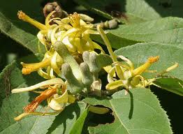 Image result for Grewia sulcata