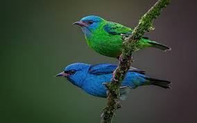 Image result for two birds