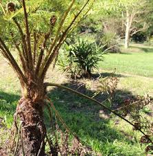 Image result for Cyathea dregei