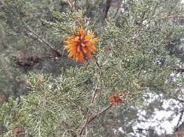 Maybe you would like to learn more about one of these? Need Growths On Cedar Tree Branches Identified 449627 Ask Extension