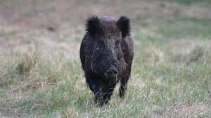 Fondée en 1946 sur les bases de la confédération générale de l'agriculture qui avait été crée en 1943, en opposition aux corporations paysannes du régime de vichy, son premier. Un Service Action Degats Mis En Place Entre Chasseurs Et Agriculteurs Dans L Oise