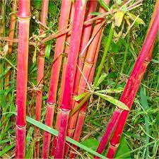 Bamboo Red Panda Red Stem Umbrella Bamboo
