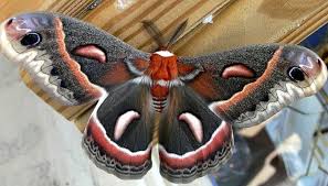 Image result for Cecropia