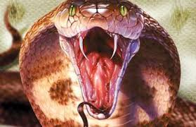 King Cobra