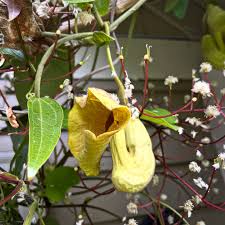 Image result for Aristolochiaceae