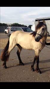 Palomino buckskin horses connemara pony pony breeds horse ears ponies heaven animals sport. Pin On Horses