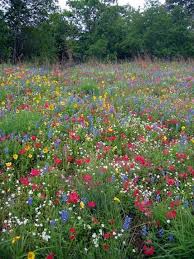 Pin By Rancho Sienna By Newland Commu On Home Cooking Crafts Wild Flower Meadow Meadow Flowers Wild Flowers
