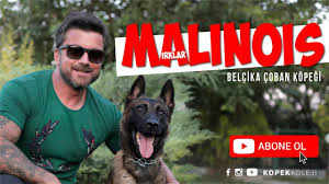 Belçika malinois cinsi köpek özellikleri belçika'ya özgü bekçi. Kopek Irklari Malinois Belcika Coban Kopegi Youtube
