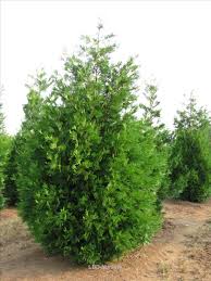 Image result for Neojeffreya decurrens