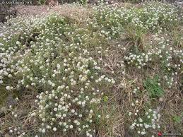 Lobularia Maritima Alyssum Maritimum Clypeola Maritima Alysson Maritime Plante Rocaille Ile De Batz Galeries De Photos