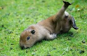 Maybe you would like to learn more about one of these? Capibara Caracteristicas Habitat Alimentacion Vida Y Curiosidades