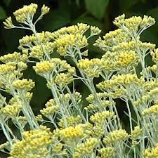Image result for Helichrysum kirkii