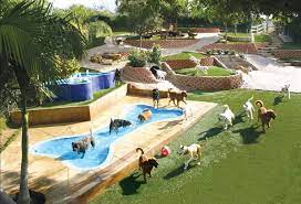 Treat your dog to the staycation of a lifetime! Pet Hotel Near Me For Dogs The Y Guide