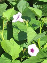 Image result for Ipomoea marginata