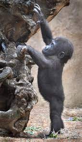 Gorilla Of My Dreams Cute Baby Animals Cute Animals Baby Animals